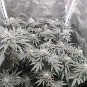 Indoor 2025 -100w-Ts 600 SETUP-