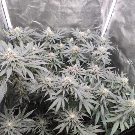 Indoor 2025 -100w-Ts 600 SETUP-