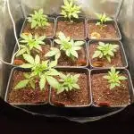Indoor 2025 (2)-SOG setup (150w)