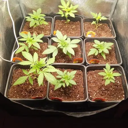 Indoor 2025 (2)-SOG setup (150w)