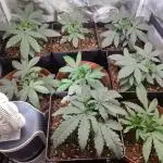 Indoor 2025 -100w-Ts 600 SETUP-