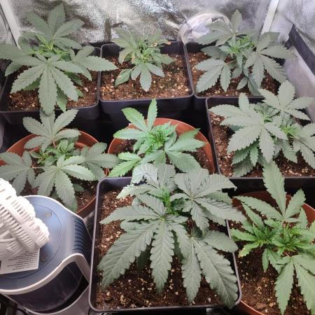 Indoor 2025 -100w-Ts 600 SETUP-