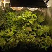 2026-Multistrain -150watt