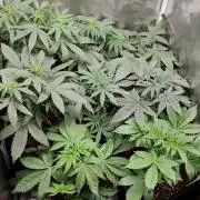 Ts-600_Autoflower cycle
