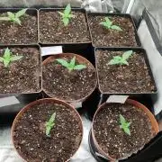 Ts-600_Autoflower cycle