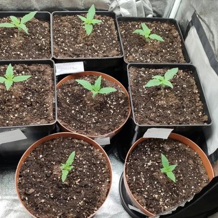 Ts-600_Autoflower cycle