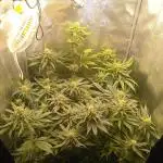 Indoor 2025 -150w- Grow the Jungle 150w0