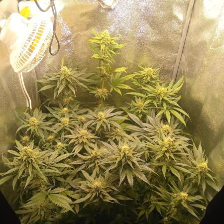 Indoor 2025 -150w- Grow the Jungle 150w0