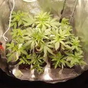 2026-Mainlining-Multistrain -150watt