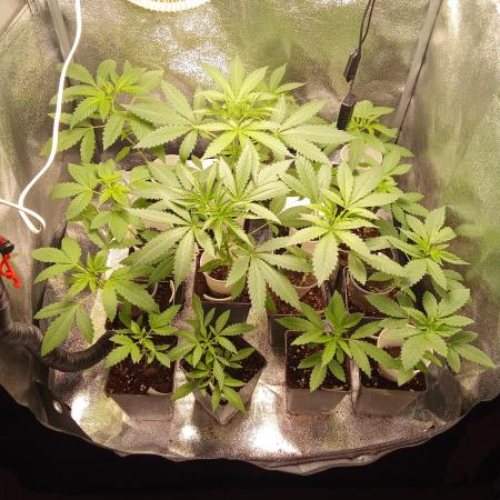 2026-Mainlining-Multistrain -150watt