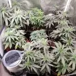 Indoor 2025 -100w-Ts 600 SETUP-