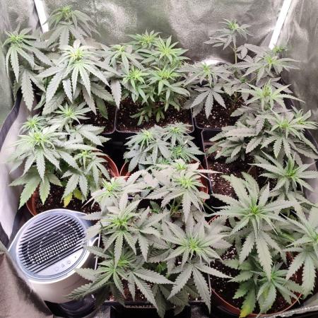 Indoor 2025 -100w-Ts 600 SETUP-