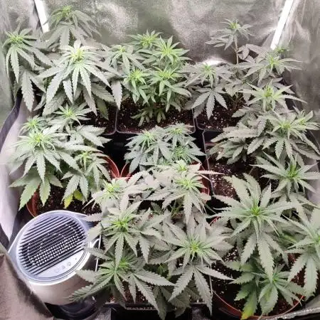 Indoor 2025 -100w-Ts 600 SETUP-