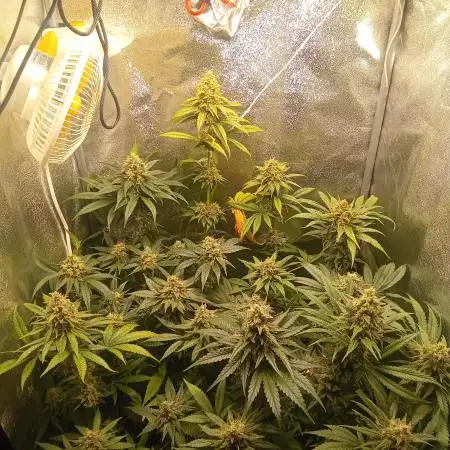 Indoor 2025 -150w- Grow the Jungle 150w0