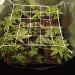 Indoor 2025 (2)-SOG setup (150w)