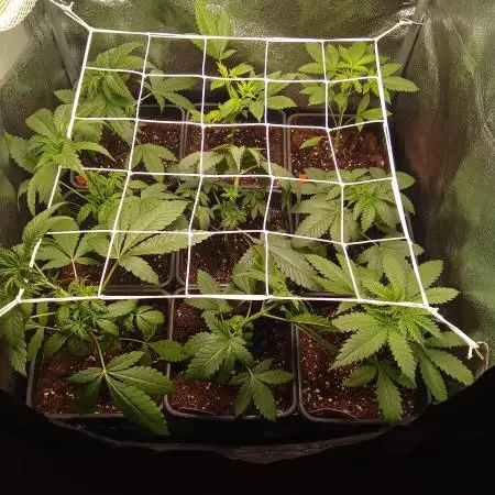 Indoor 2025 (2)-SOG setup (150w)