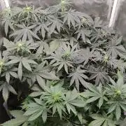 Ts-600_Autoflower cycle
