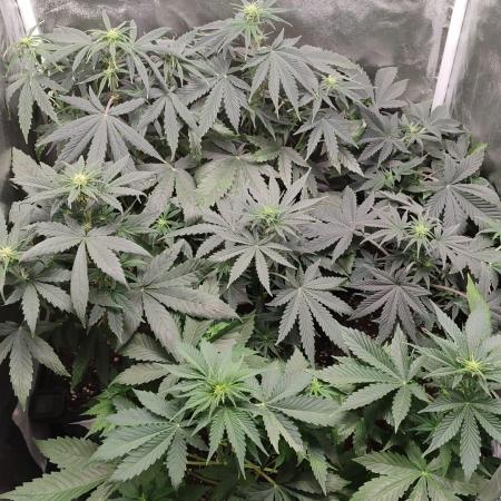 Ts-600_Autoflower cycle