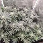 Indoor 2025 -100w-Ts 600 SETUP-