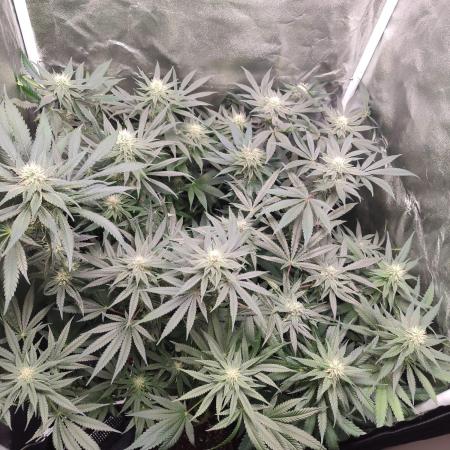 Indoor 2025 -100w-Ts 600 SETUP-