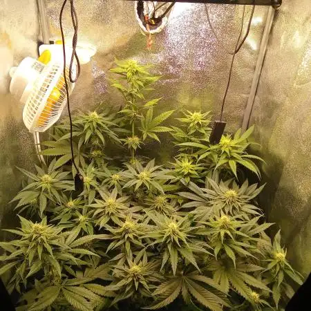 Indoor 2025 -150w- Grow the Jungle 150w0