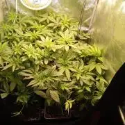 2026-Mainlining-Multistrain -150watt