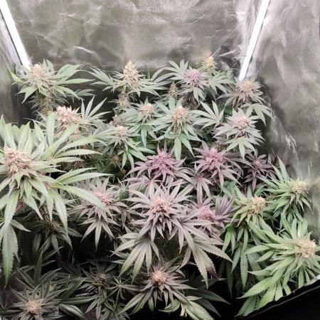 Indoor 2025 -100w-Ts 600 SETUP-