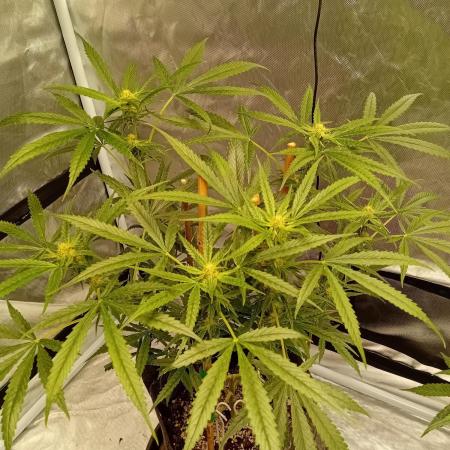 Pablo Escobar Auto Divine Seeds