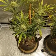 Pablo Escobar Auto Divine Seeds