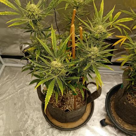 Pablo Escobar Auto Divine Seeds