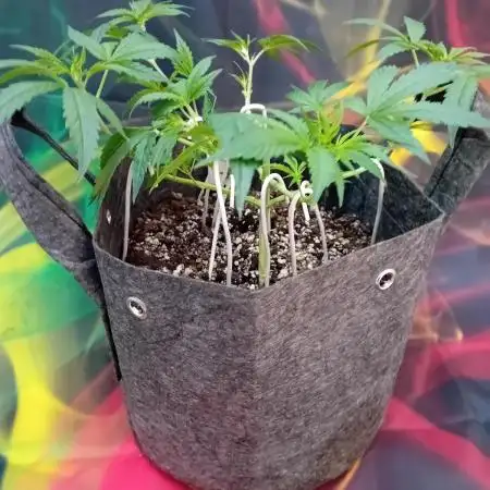 Pablo Escobar Auto Divine Seeds