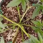 Dank Berry Anesia Seeda