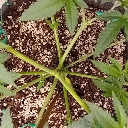 Dank Berry Anesia Seeda