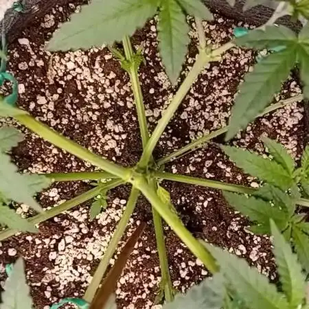Dank Berry Anesia Seeda