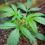 Pablo Escobar Auto Divine Seeds