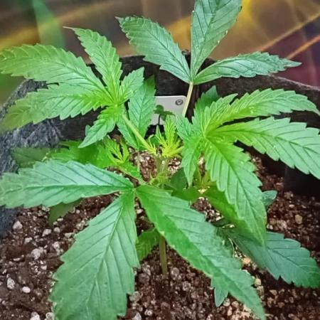 Pablo Escobar Auto Divine Seeds