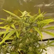 Divine Seeds Auto Fractal