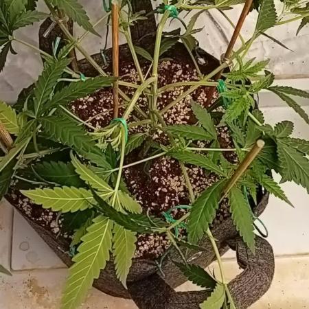 Dank Berry Anesia Seeda