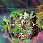 Pablo Escobar Auto Divine Seeds