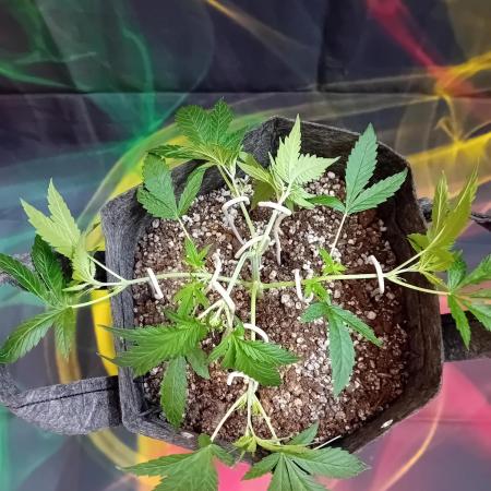 Pablo Escobar Auto Divine Seeds