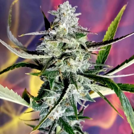 Divine Seeds Auto Fractal