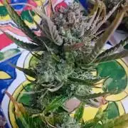Pablo Escobar Auto Divine Seeds