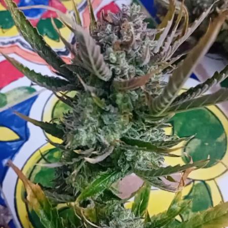 Pablo Escobar Auto Divine Seeds