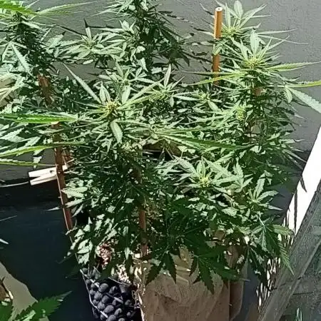 My OutDoor Ladies