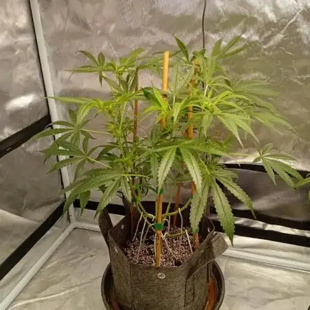 Pablo Escobar Auto Divine Seeds