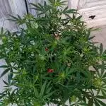 Dank Berry Anesia Seeda