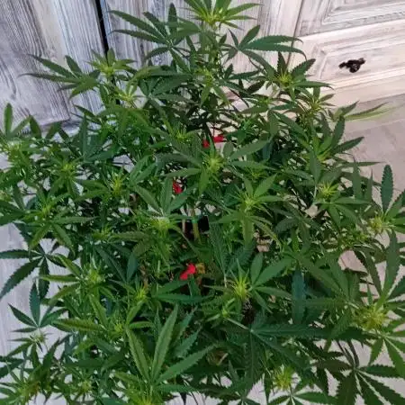 Dank Berry Anesia Seeda