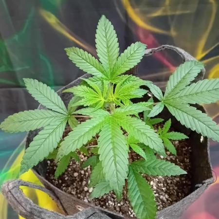 Divine Seeds Auto Fractal