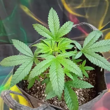 Divine Seeds Auto Fractal