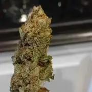 Divine Seeds Auto Fractal